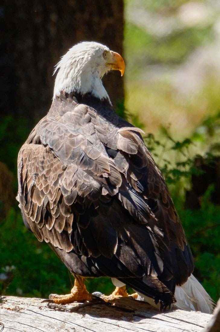 Capitol Peak Bald Eagle